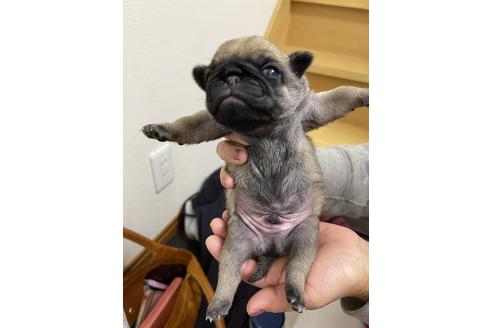 成約済の千葉県のパグ-153510の4枚目
