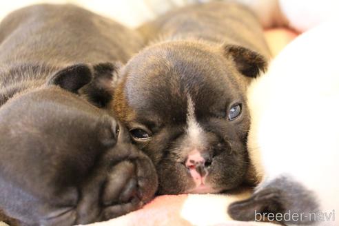 成約済の愛知県のフレンチブルドッグ-150376の39枚目