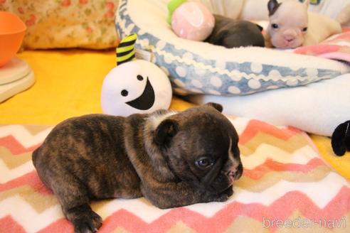 成約済の愛知県のフレンチブルドッグ-150376の36枚目