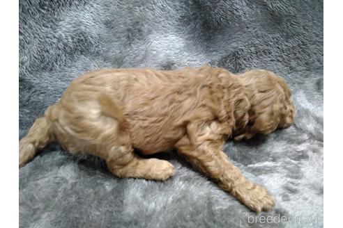 成約済の埼玉県のトイプードル-152370の39枚目