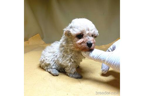 成約済の茨城県のタイニープードル-151825の7枚目