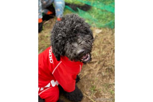 成約済の東京都のミックス犬-145921の4枚目