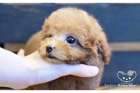 成約済の愛知県のタイニープードル-153542の2枚目