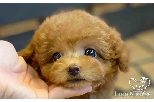 成約済の愛知県のタイニープードル-153542の3枚目