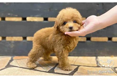 成約済の愛知県のタイニープードル-153542の5枚目