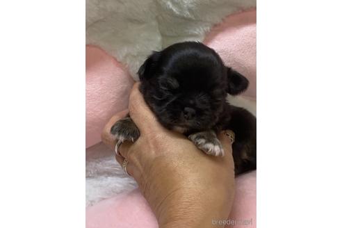 成約済の愛媛県のチワワ(ロングコート)-152057の15枚目
