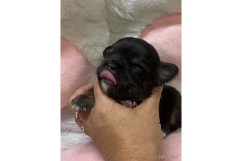 成約済の愛媛県のチワワ(ロングコート)-152057の11枚目