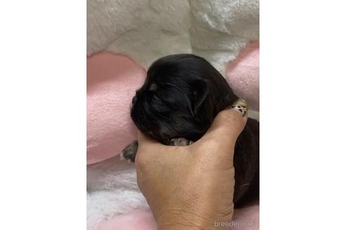 成約済の愛媛県のチワワ(ロングコート)-152057の13枚目