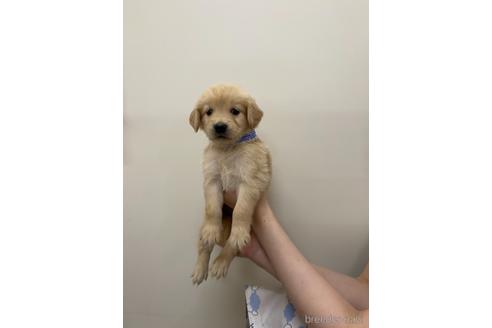 成約済の福岡県のゴールデンレトリーバー-153558の3枚目