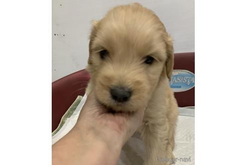 成約済の青森県のミックス犬-153561