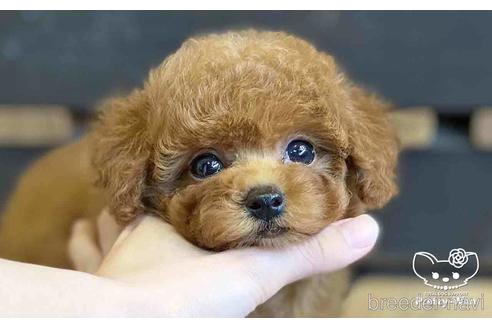 成約済の愛知県のタイニープードル-153589