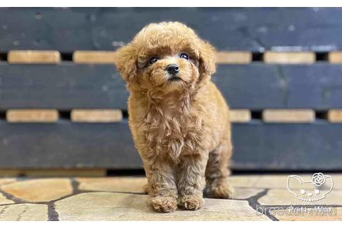 成約済の愛知県のタイニープードル-153589の3枚目