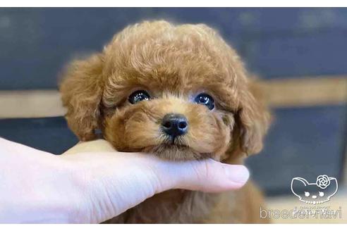 成約済の愛知県のタイニープードル-153589の2枚目