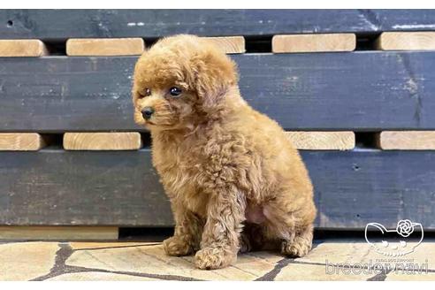 成約済の愛知県のタイニープードル-153589の4枚目