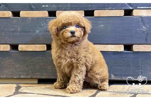 成約済の愛知県のタイニープードル-153589の5枚目