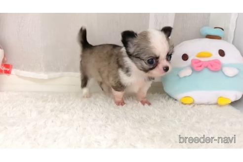 成約済の香川県のチワワ(ロングコート)-153597の2枚目