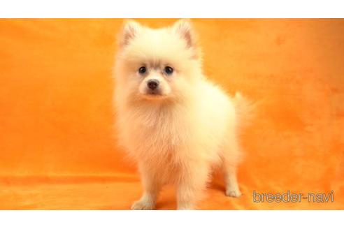 成約済の千葉県のポメラニアン-153612の1枚目