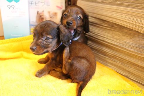 成約済の愛知県のカニンヘンダックスフンド(ロングヘアード)-148693の59枚目