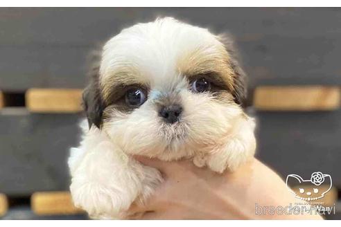 成約済の愛知県のシーズー-153671の1枚目