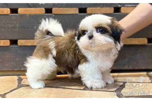 成約済の愛知県のシーズー-153671の2枚目