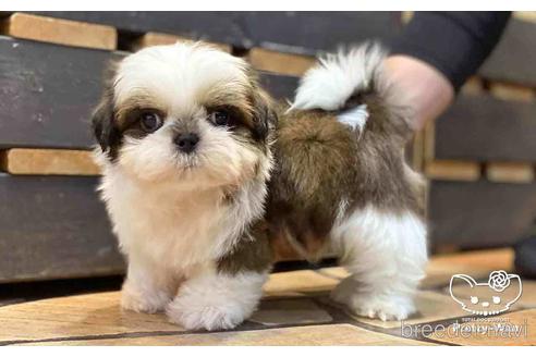 成約済の愛知県のシーズー-153671の3枚目