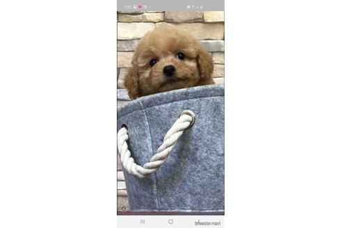 成約済の広島県のトイプードル-152068の5枚目