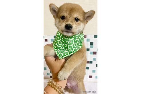 成約済の茨城県の豆柴-153599の4枚目