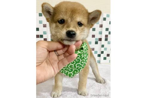 成約済の茨城県の豆柴-153599の5枚目