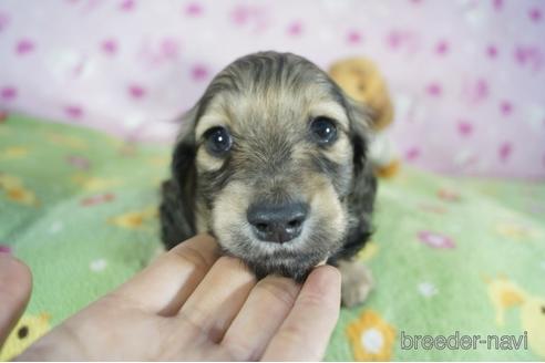 成約済の兵庫県のミニチュアダックスフンド(ロングヘアード)-153698の4枚目