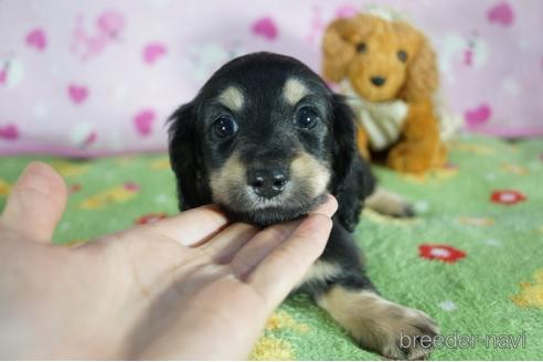 成約済の兵庫県のミニチュアダックスフンド(ロングヘアード)-153701の1枚目
