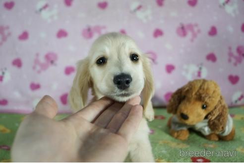 成約済の兵庫県のミニチュアダックスフンド(ロングヘアード)-153707