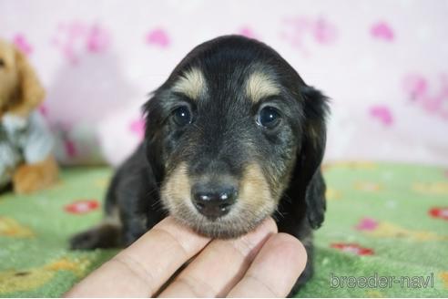 成約済の兵庫県のミニチュアダックスフンド(ロングヘアード)-153710の3枚目