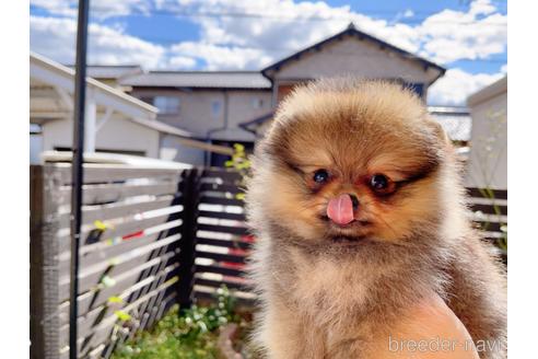 成約済の岐阜県のポメラニアン-153721の2枚目