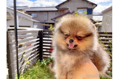 成約済の岐阜県のポメラニアン-153721の5枚目