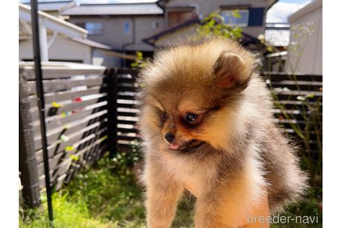 成約済の岐阜県のポメラニアン-153721の6枚目