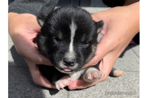 成約済の長崎県の柴犬-153722の1枚目