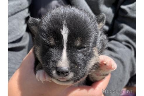 成約済の長崎県の柴犬-153722の3枚目