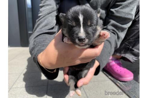 成約済の長崎県の柴犬-153722の2枚目