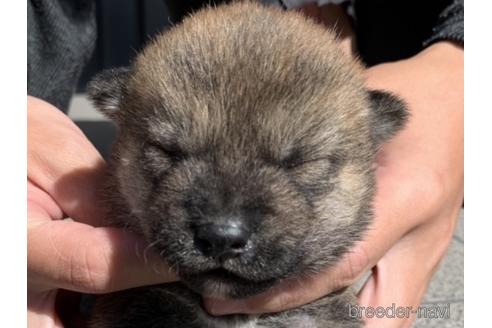 成約済の長崎県の柴犬-153723の10枚目