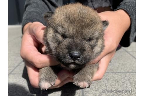 成約済の長崎県の柴犬-153723の9枚目