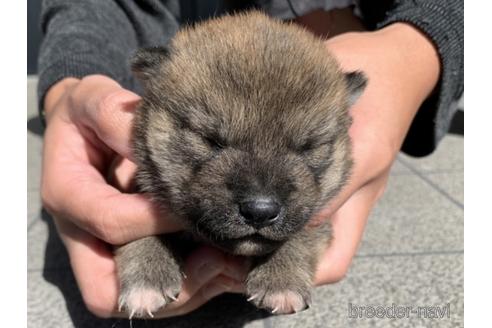 成約済の長崎県の柴犬-153723の8枚目