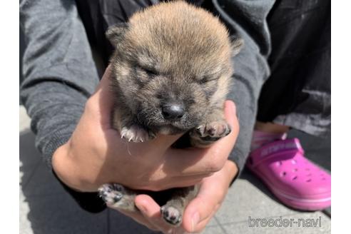 成約済の長崎県の柴犬-153723の7枚目