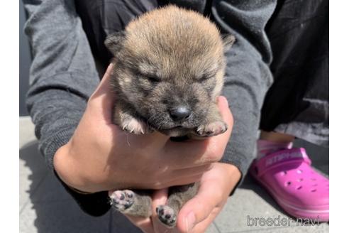 成約済の長崎県の柴犬-153723の6枚目