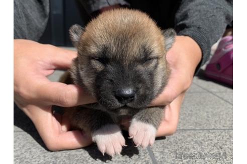 成約済の長崎県の柴犬-153726の10枚目