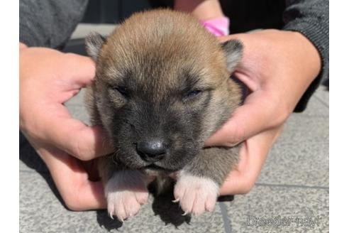 成約済の長崎県の柴犬-153726の9枚目