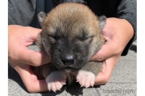 成約済の長崎県の柴犬-153726の8枚目