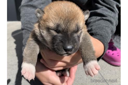 成約済の長崎県の柴犬-153726の7枚目