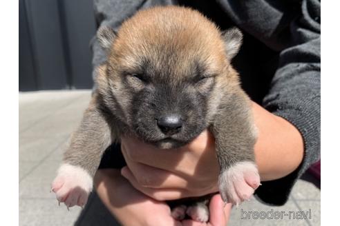 成約済の長崎県の柴犬-153726の6枚目