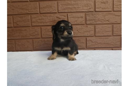 成約済の埼玉県のカニンヘンダックスフンド(ロングヘアード)-153748の1枚目