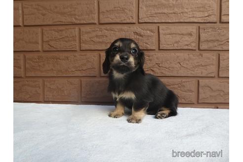 成約済の埼玉県のカニンヘンダックスフンド(ロングヘアード)-153748の3枚目